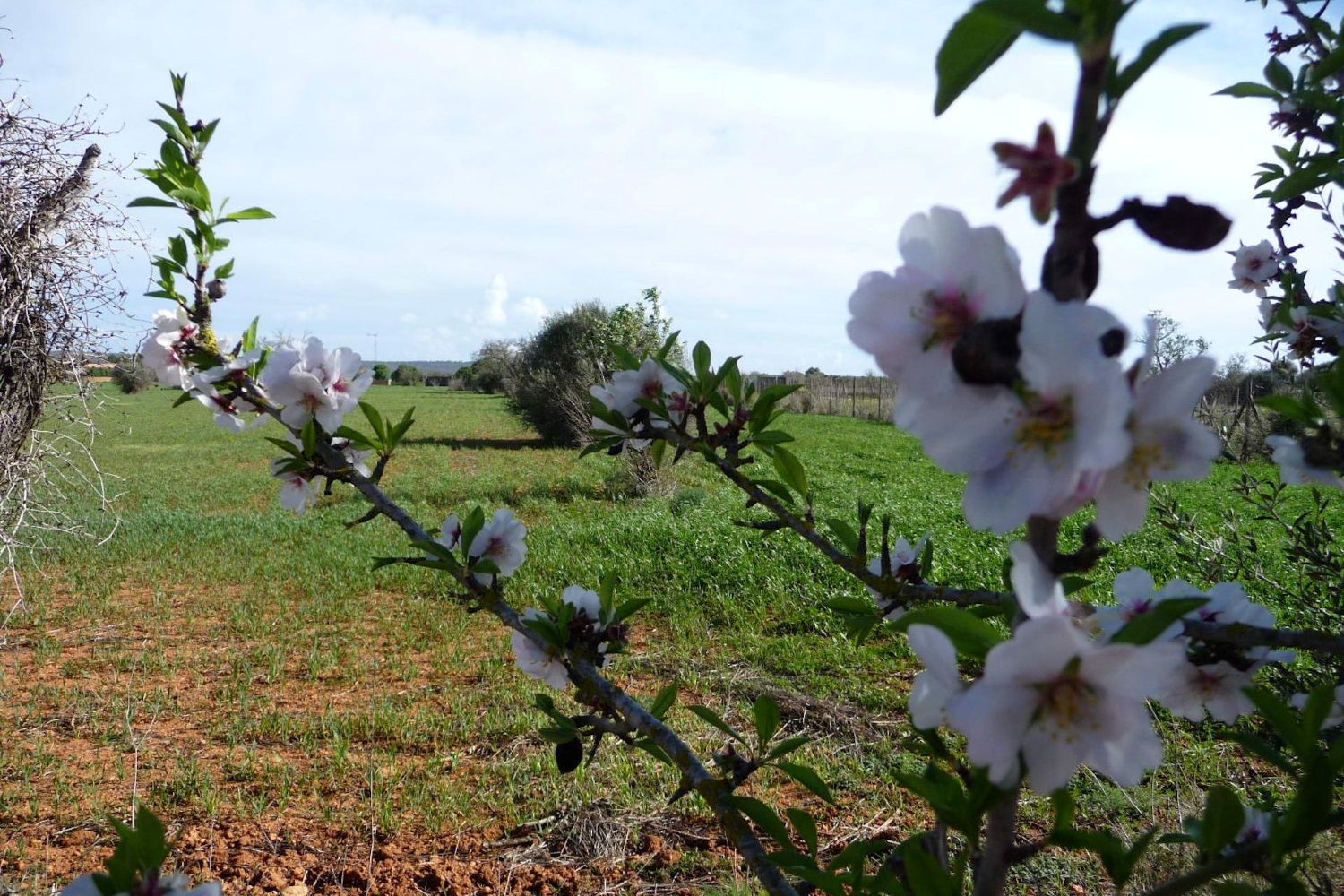 Building plot between Campos and Ses Covetes