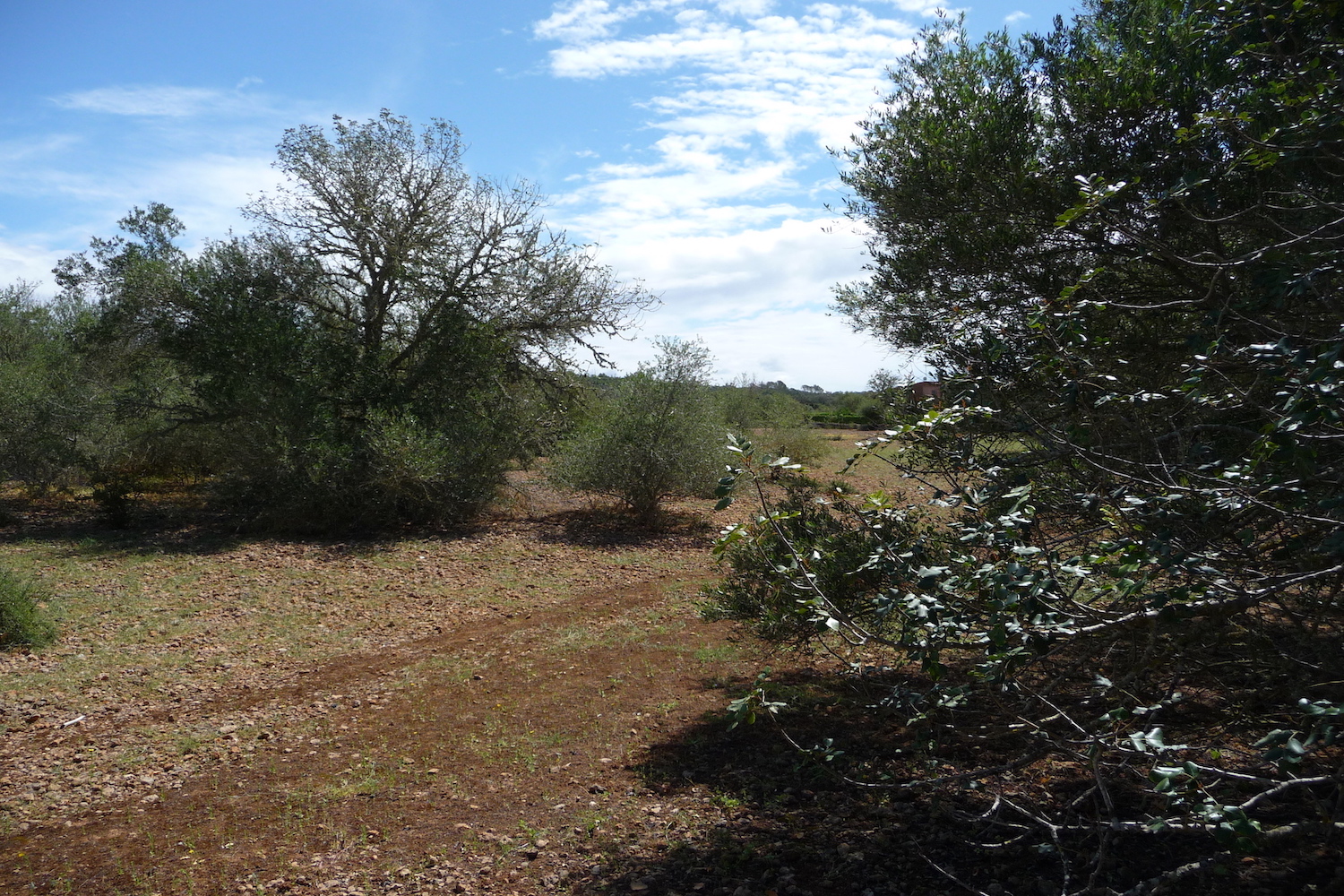 Plot