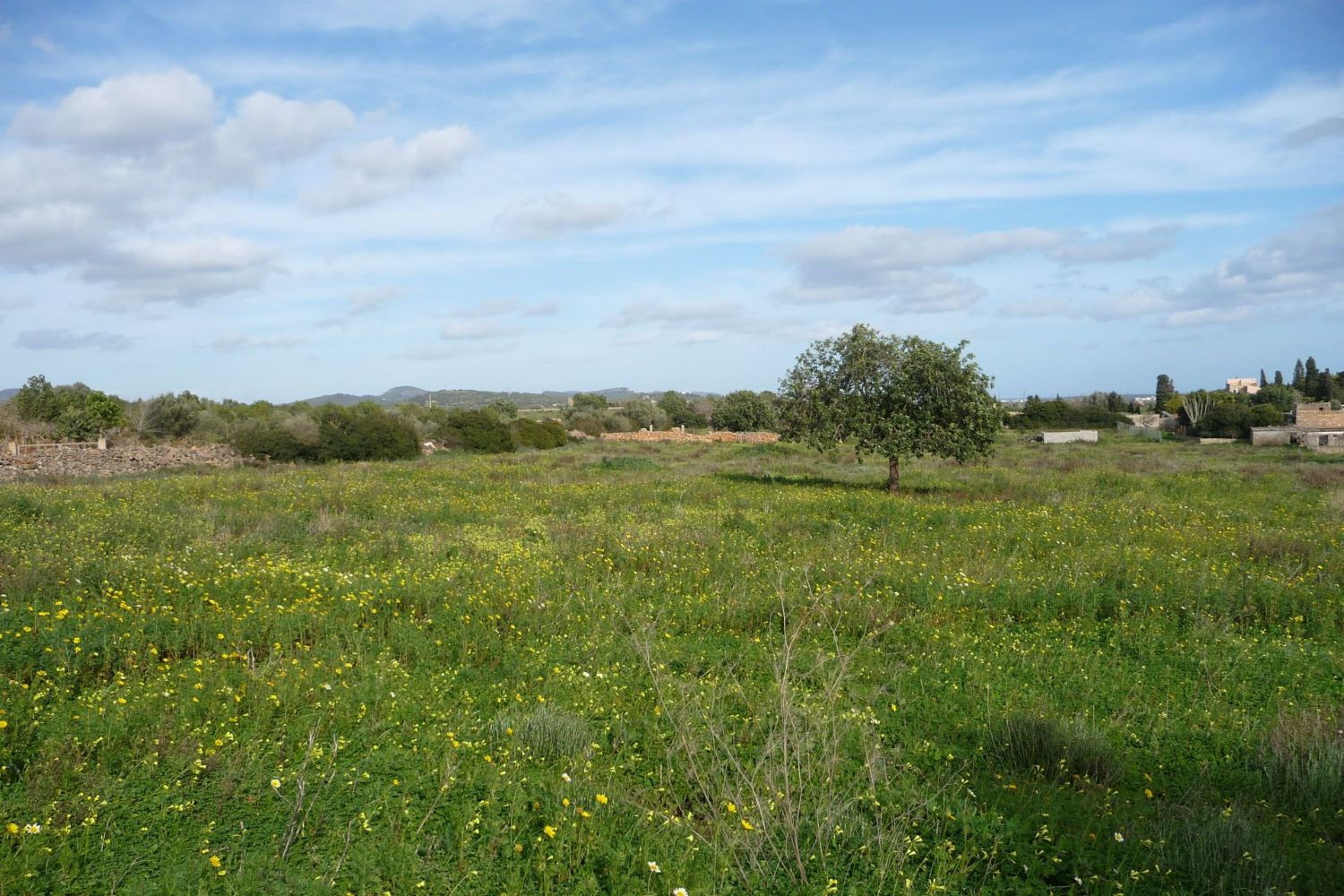 Plot