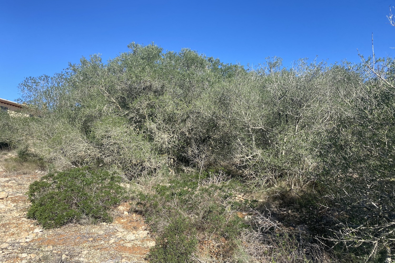 Plot with green views