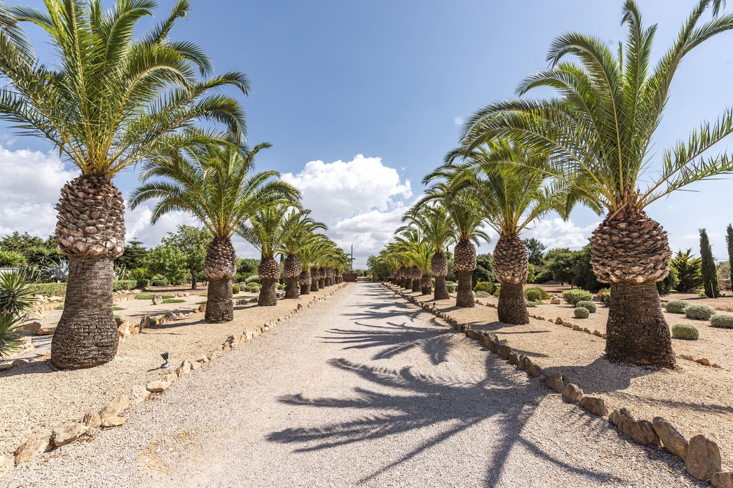 Impressive palm-tree driveway to the property