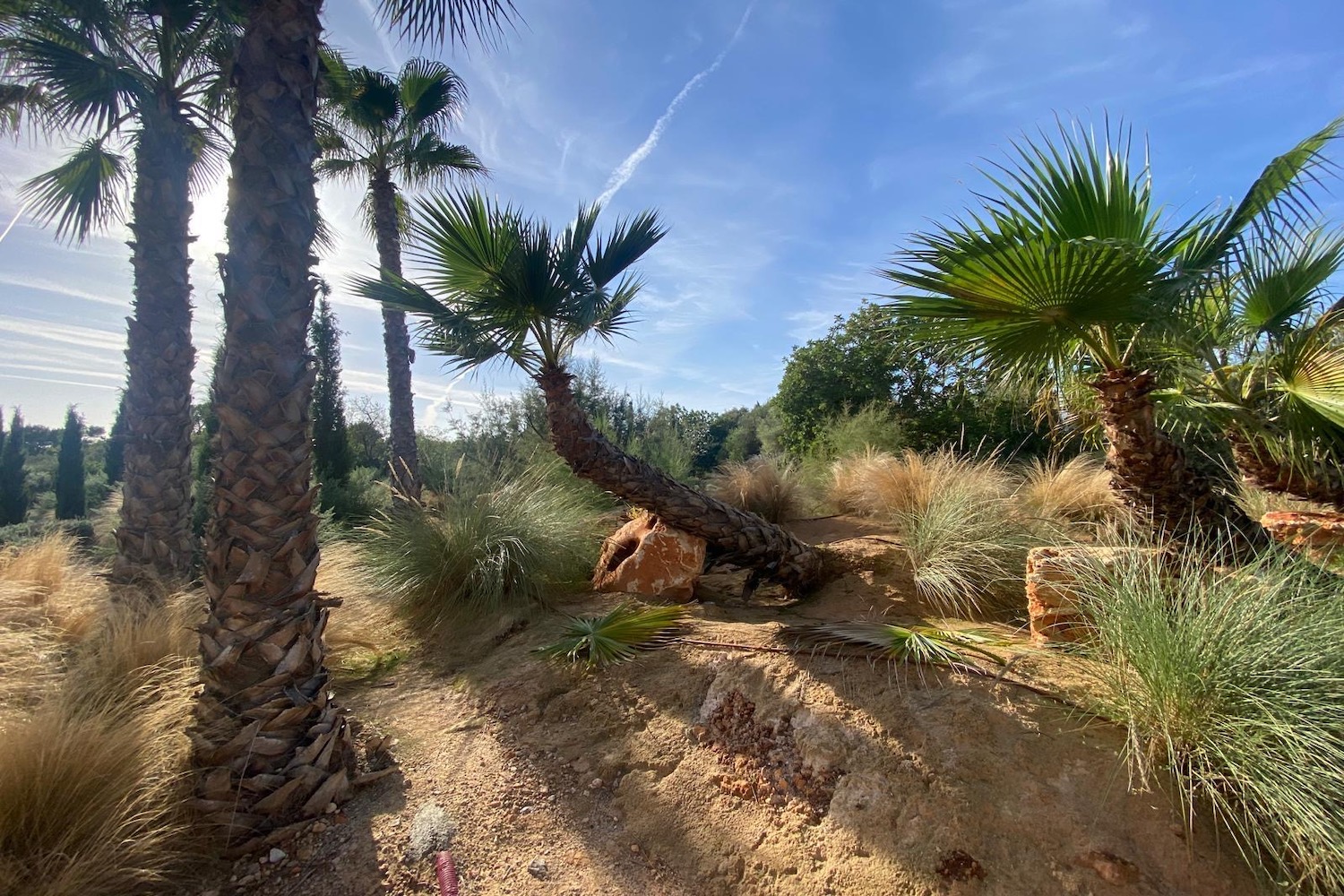 Mediterranean garden