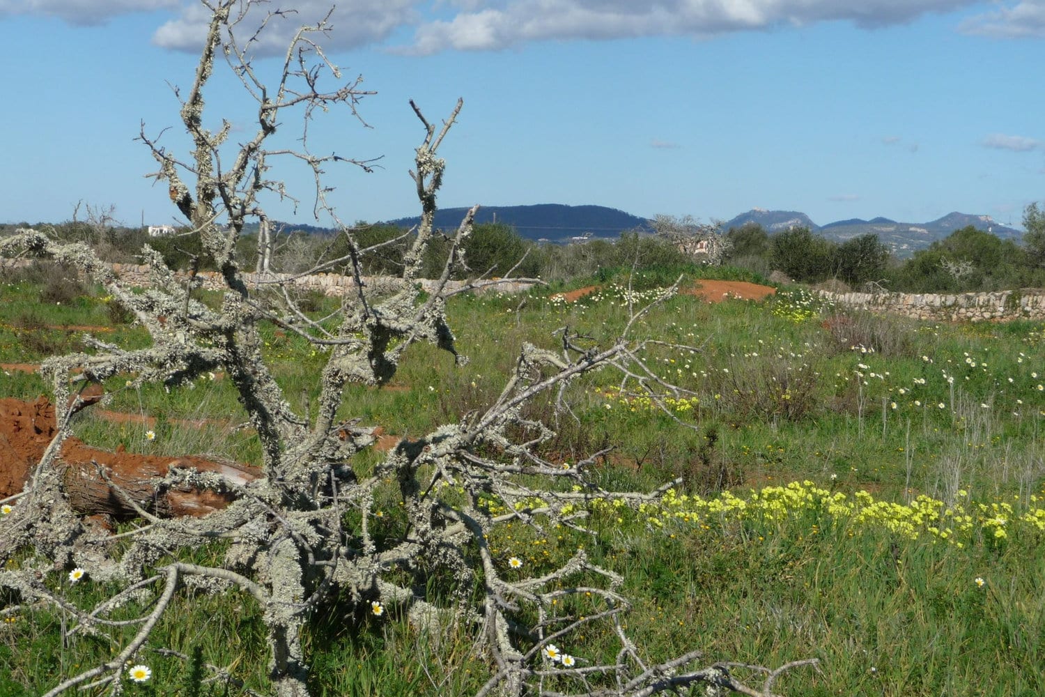 Plot with building permit