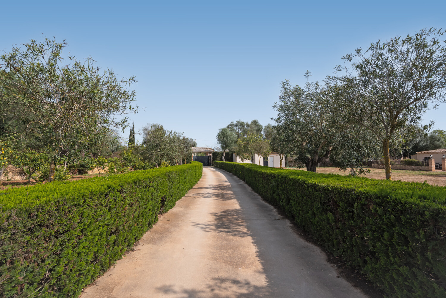 Private driveway with manicured hedges