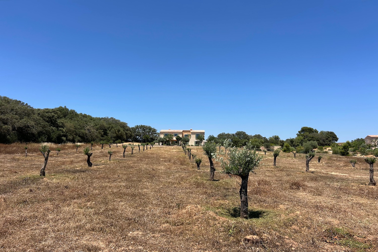 Olive trees