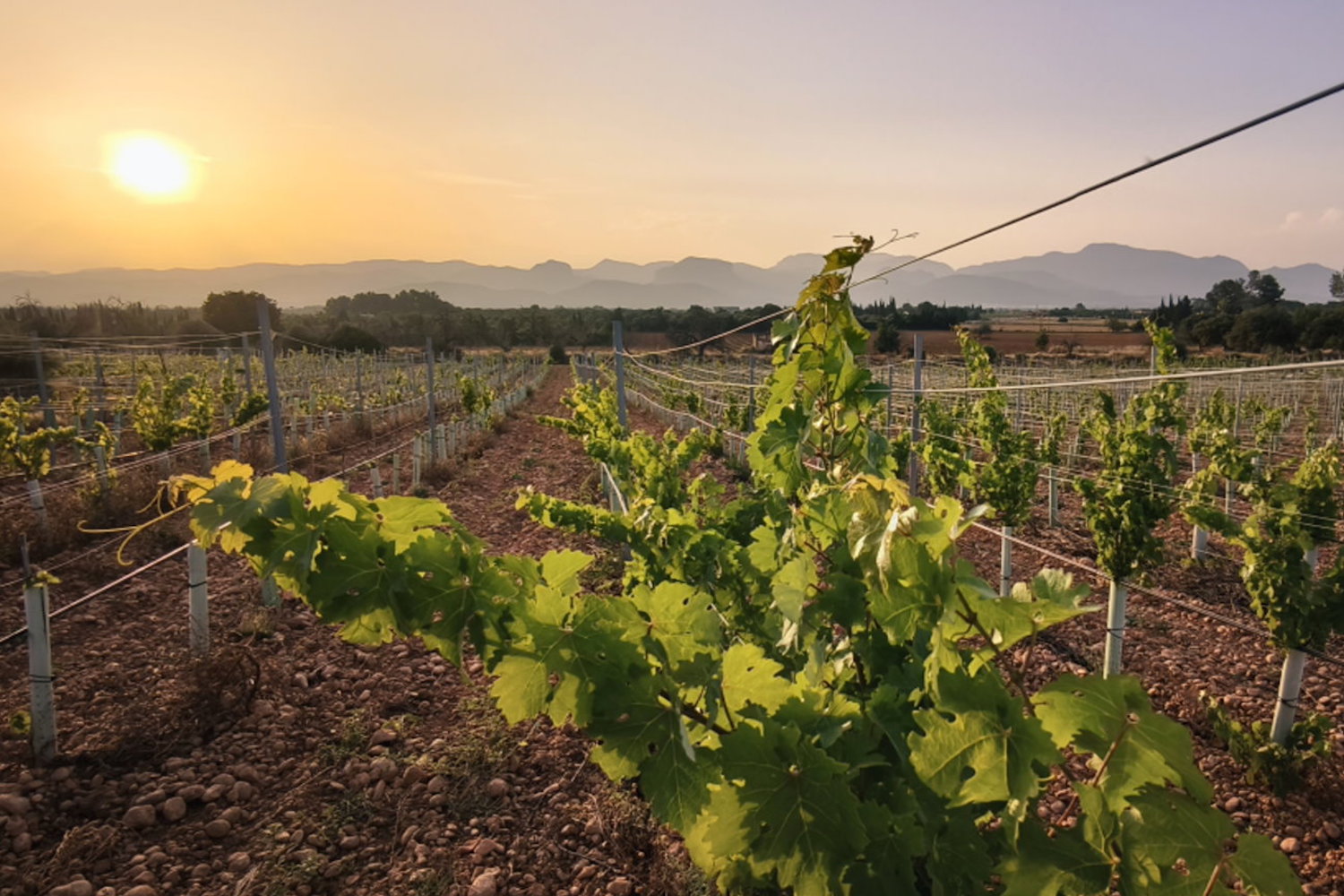 For wine lovers: property with its own vineyard and panoramic views of the Tramuntana mountains