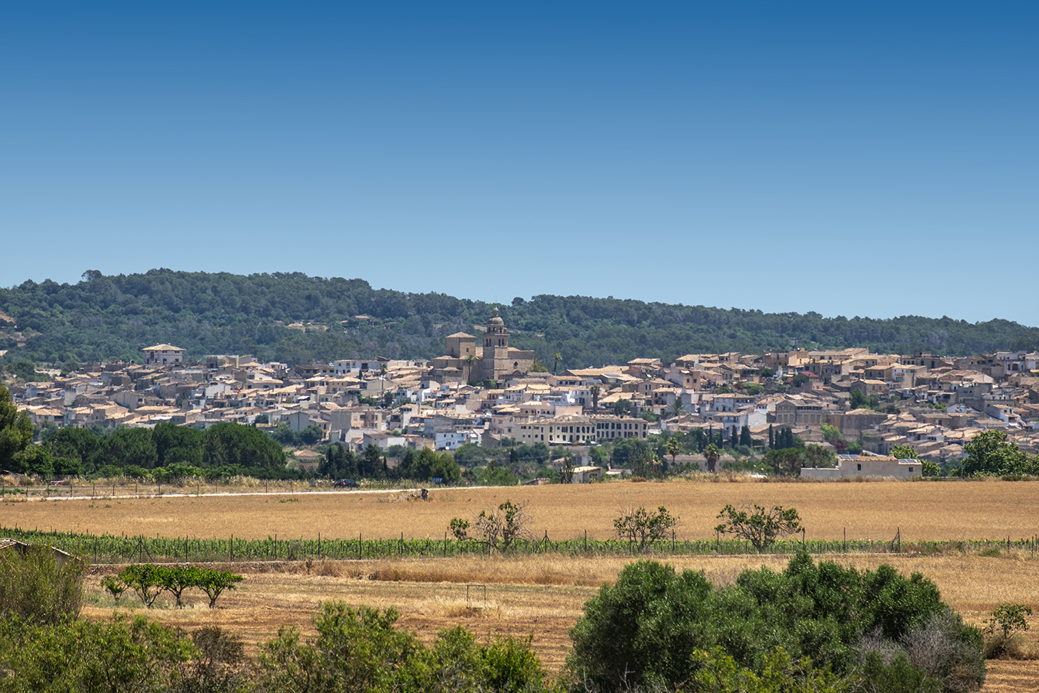 Views Algaida