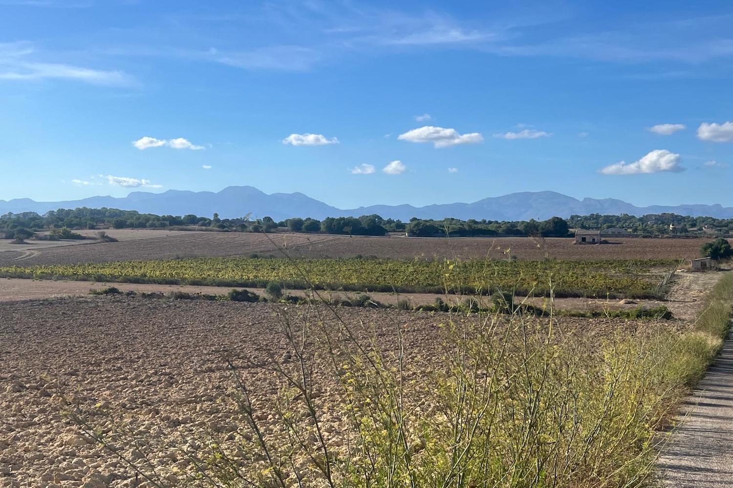 grundstueck-santa-margalida-weinfeld-bergblick-2